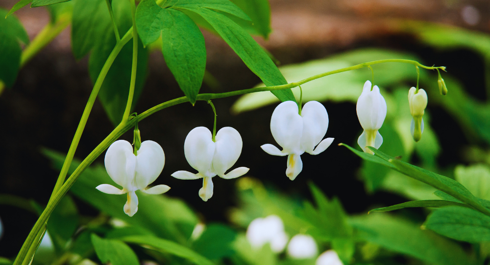 Kanayan Kalpler çiçeği beyaz