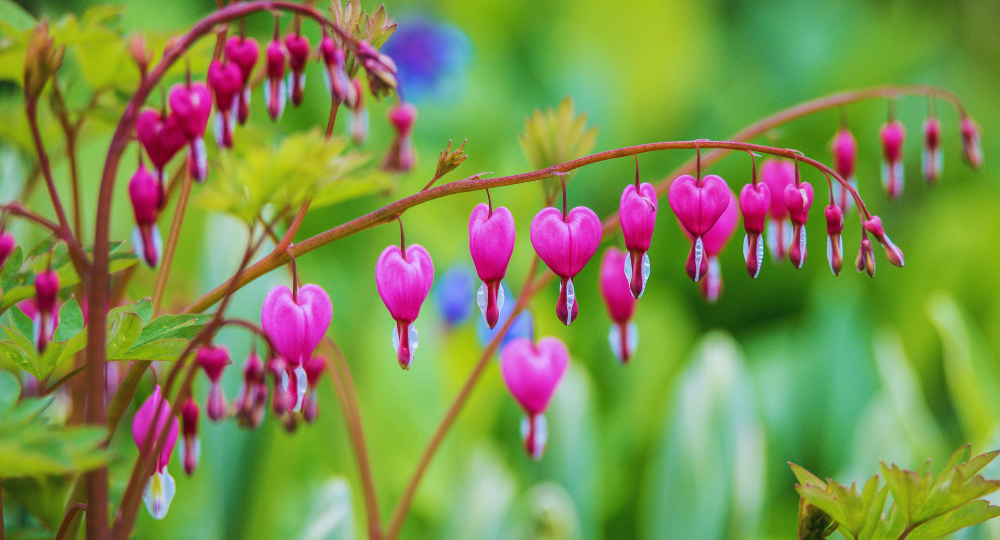 Kanayan Kalpler çiçeği resmi
