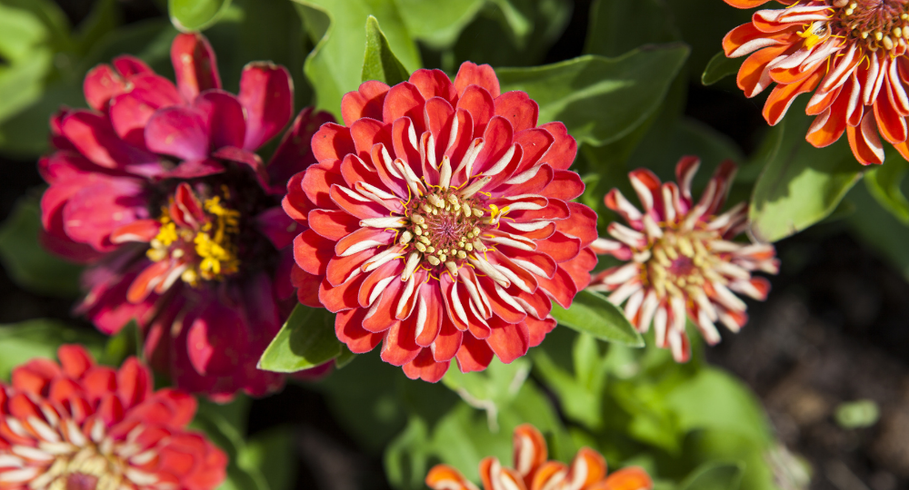 Zinnia elegans