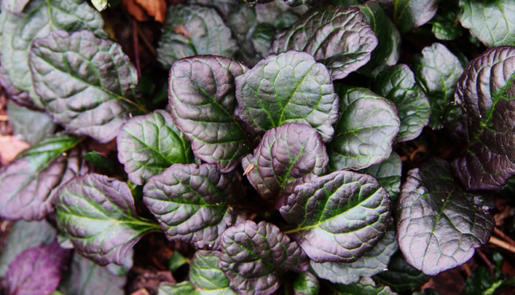 Ajuga Reptans