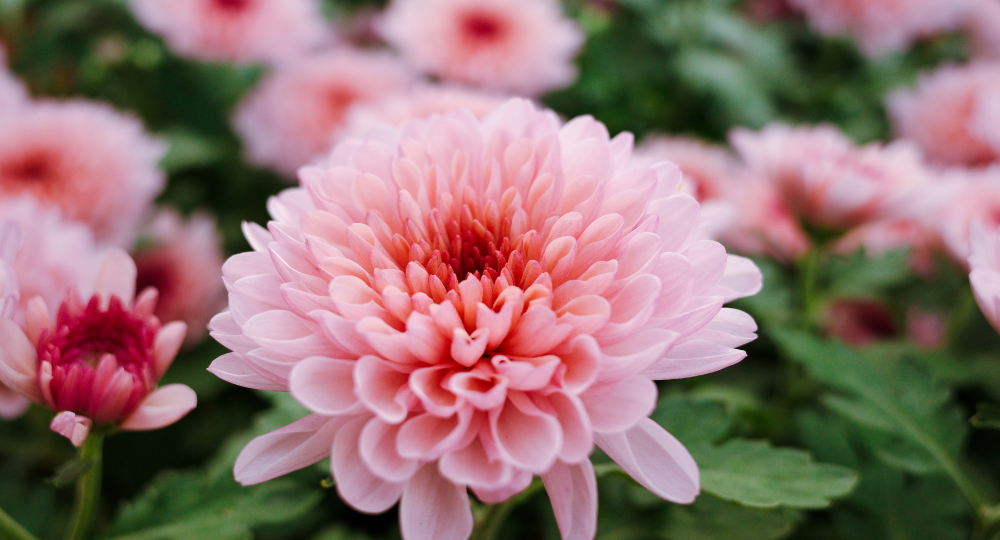 Chrysanthemum morifolium bitkisi