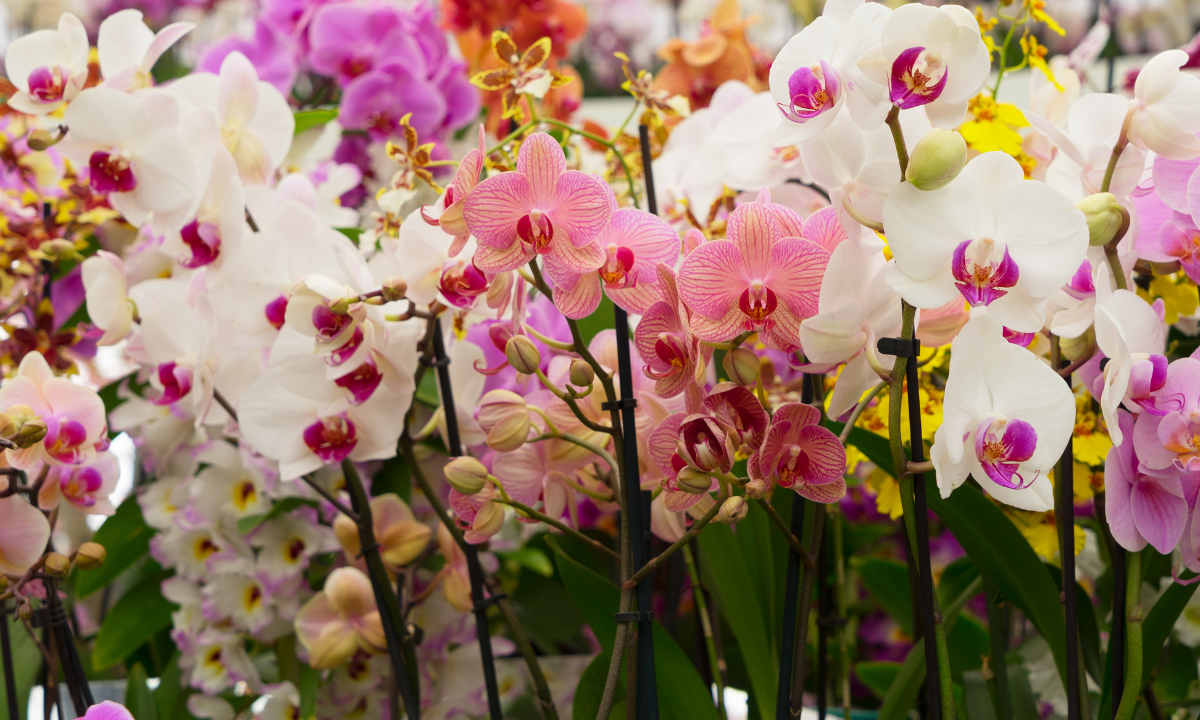orkide renkleri