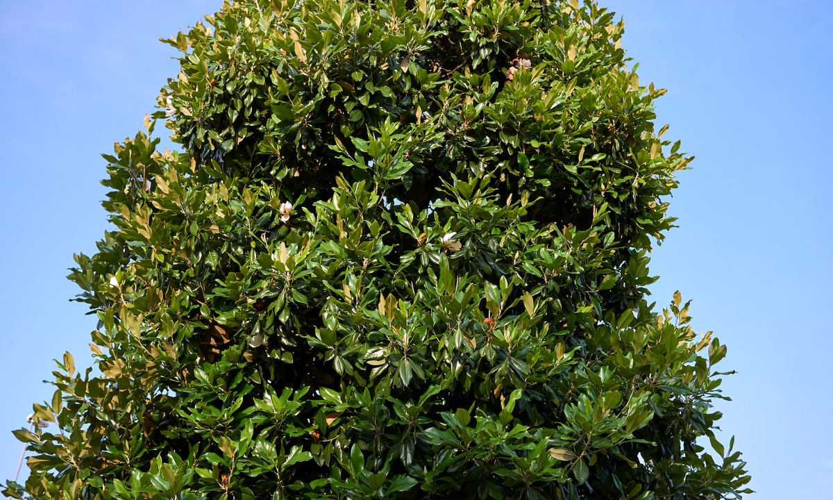 Manolya ağacı