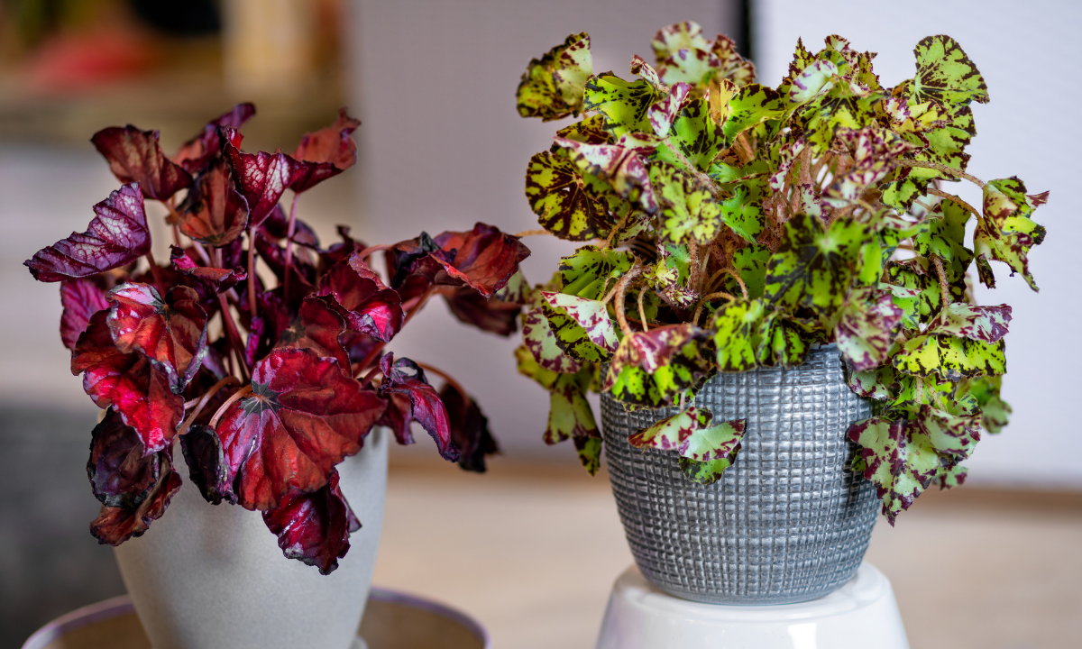 Rex Begonia bakımı