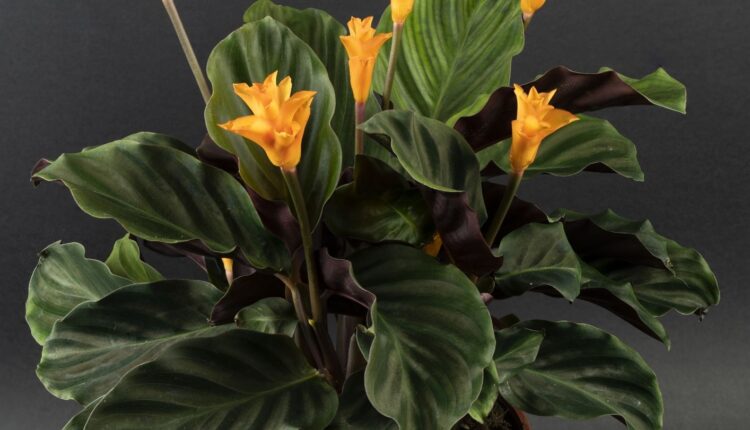 Calathea Crocata dua çiçeği