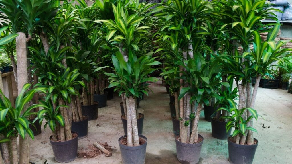 Fragrans Dracaena Fragrans: Evde Bakım ve Özellikleri - 2024 Rehberi