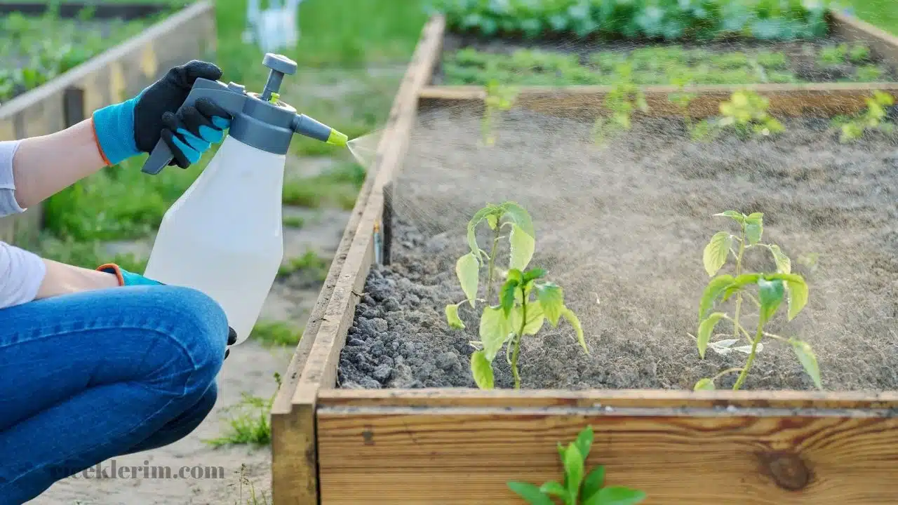 pestisit nedir fungusit