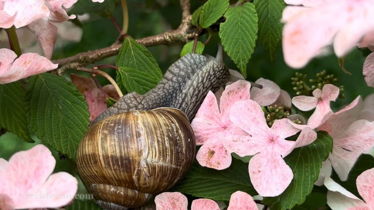 bahçedeki salyangozdan nasıl kurtulurum