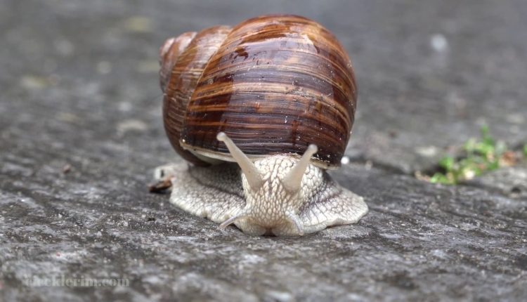 bahçedeki salyangozlar nasıl yok edilir