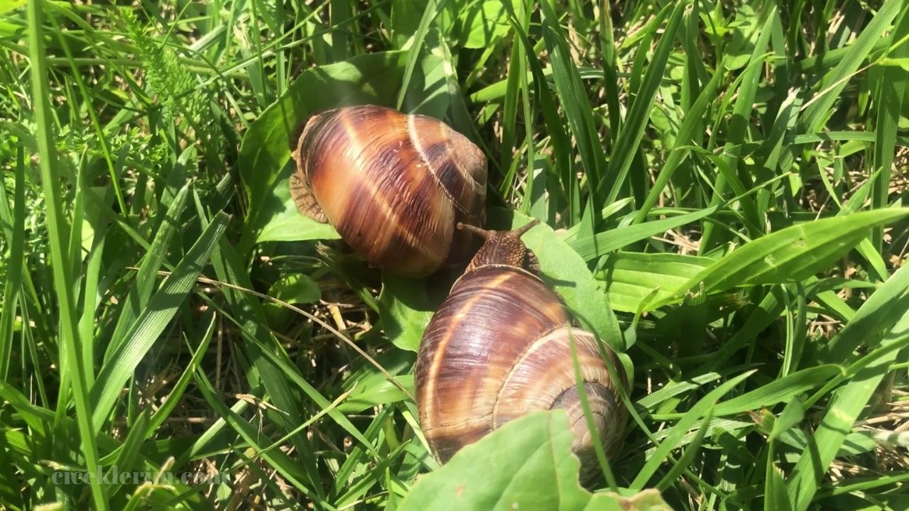 bahçedeki sülükler nasıl yok edilir