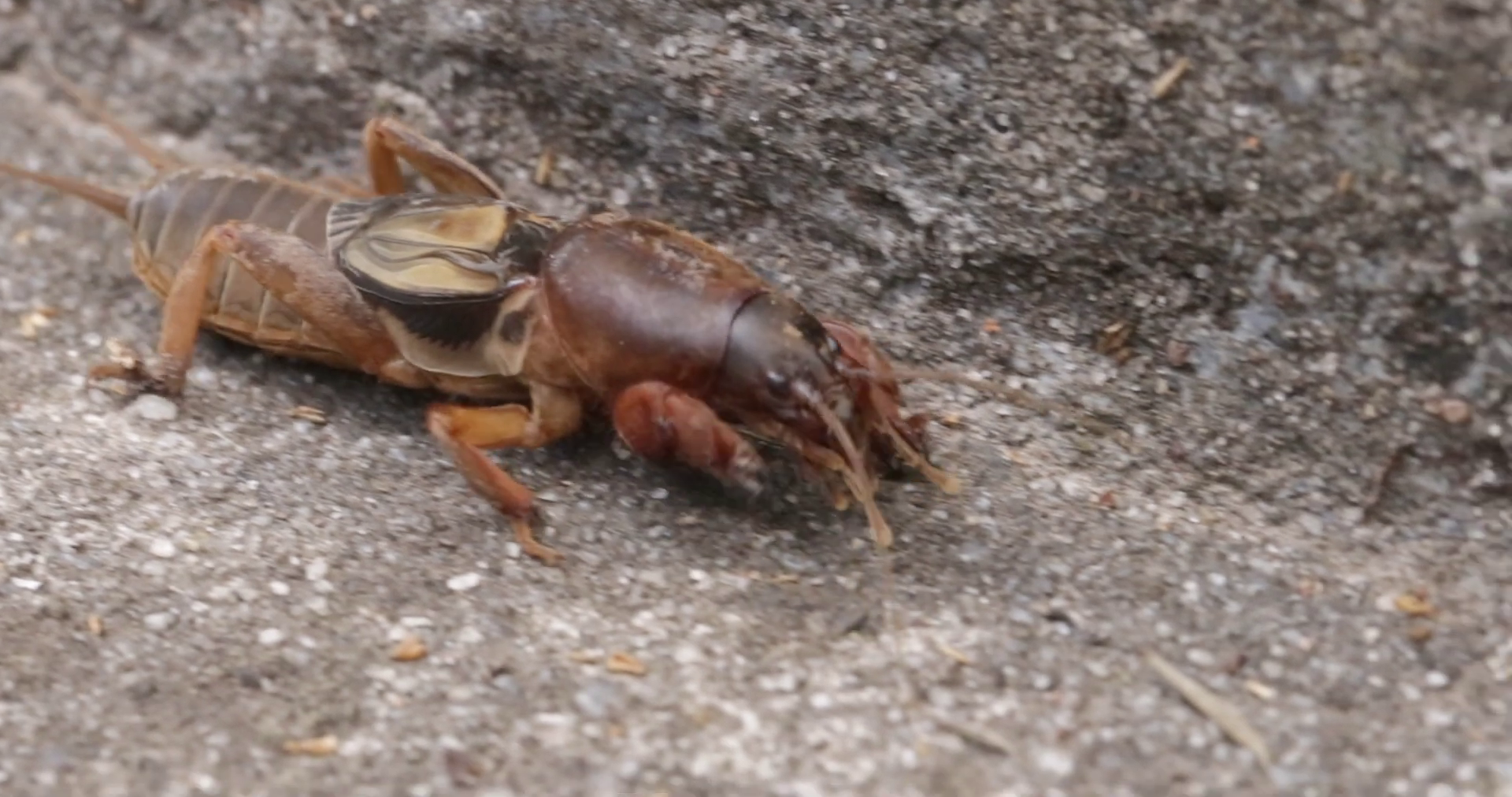 danaburnu böceği resmi