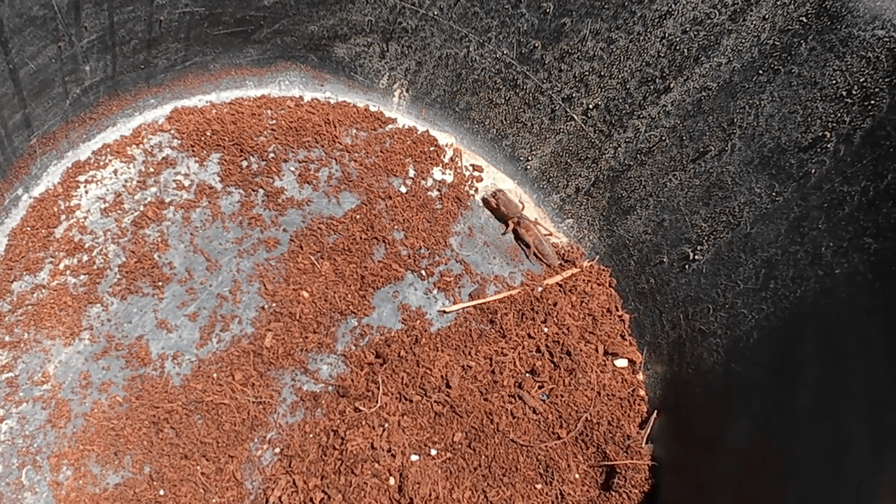 danaburnu nasıl yakalanır