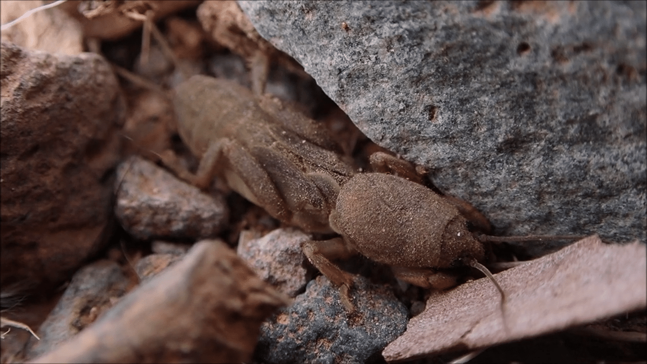 danaburnu nasıl yok edilir