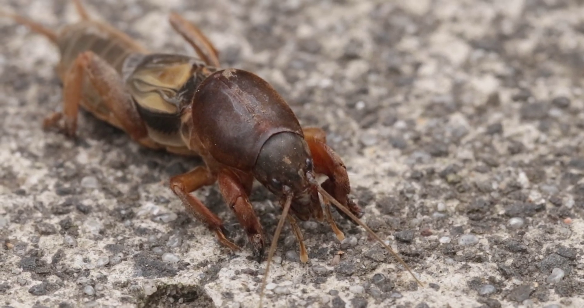 danaburnu zararlı mı