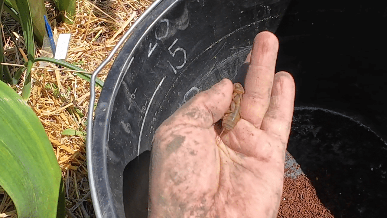 danaburnu zehirli mi