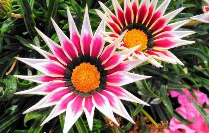 gazania çiçeği