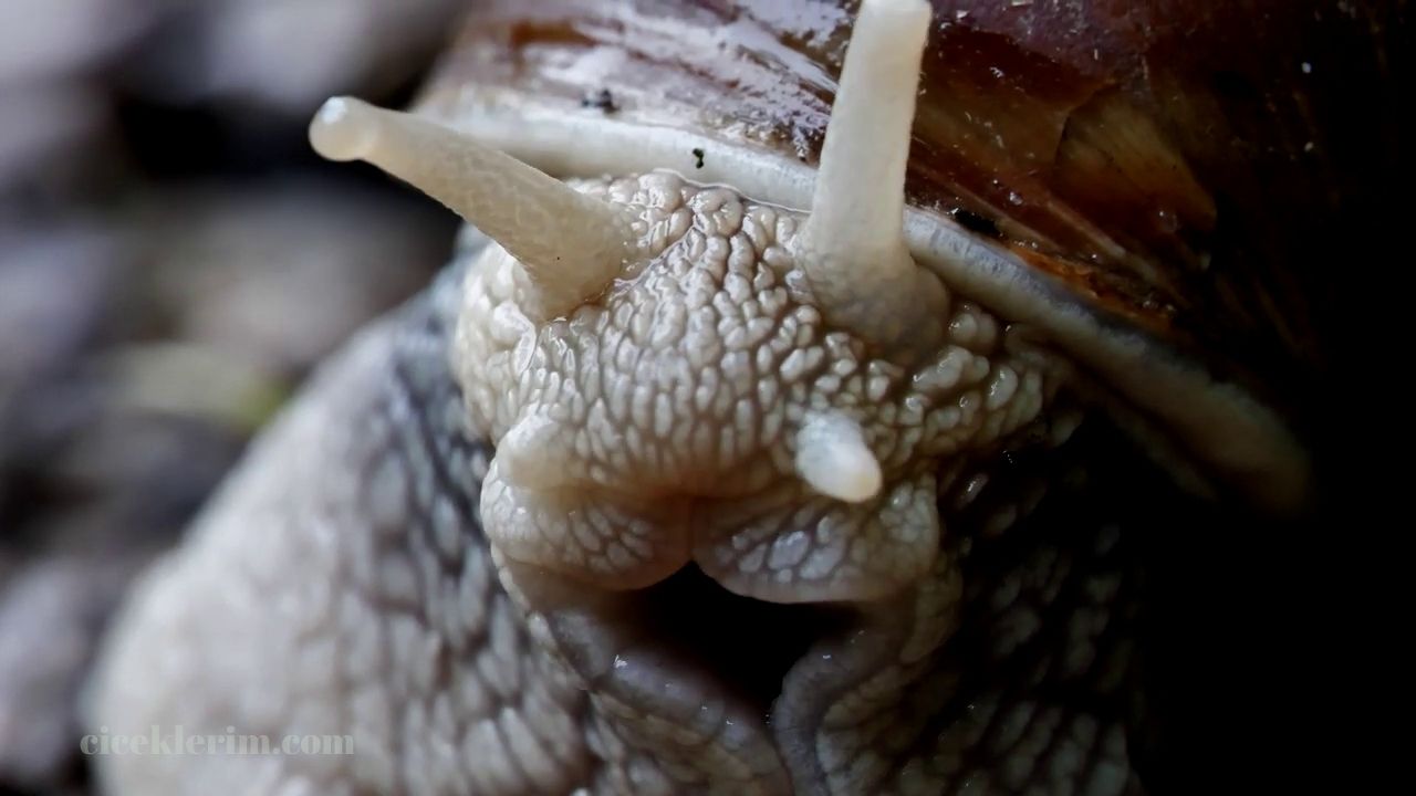 salyangoz bahçeden nasıl uzaklaştırılır