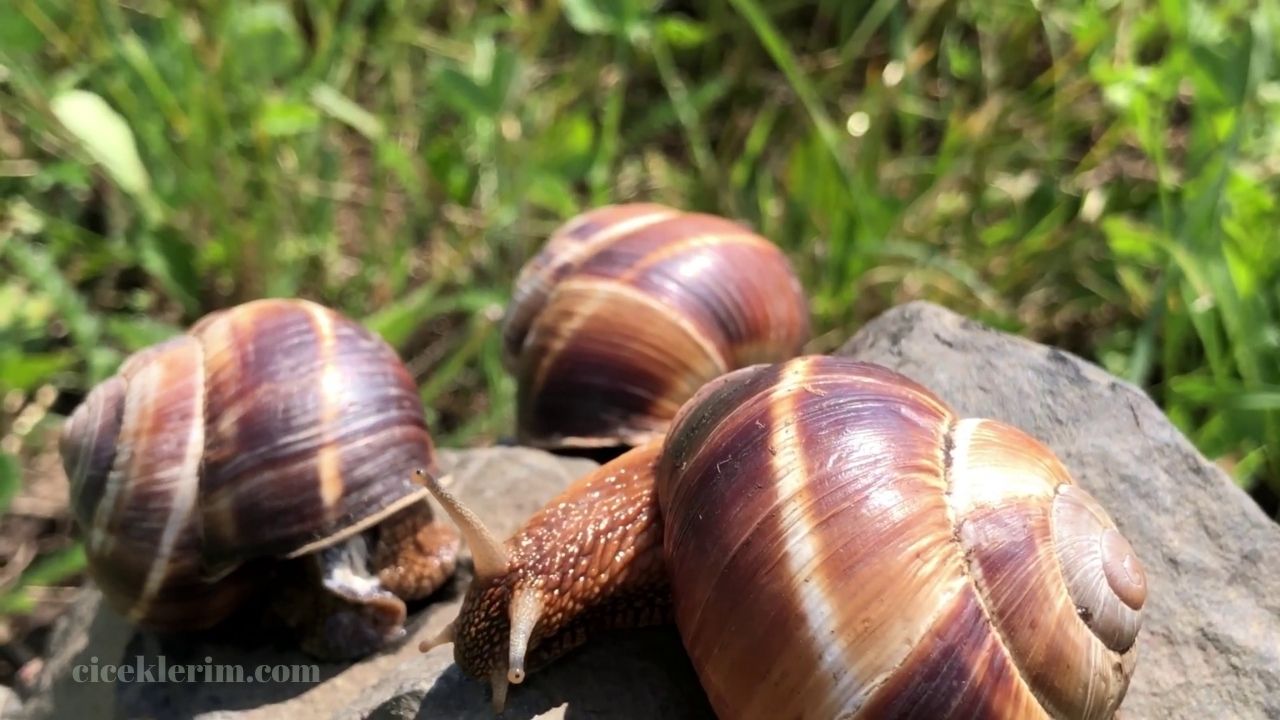 bahçedeki salyangozdan nasıl kurtulurum